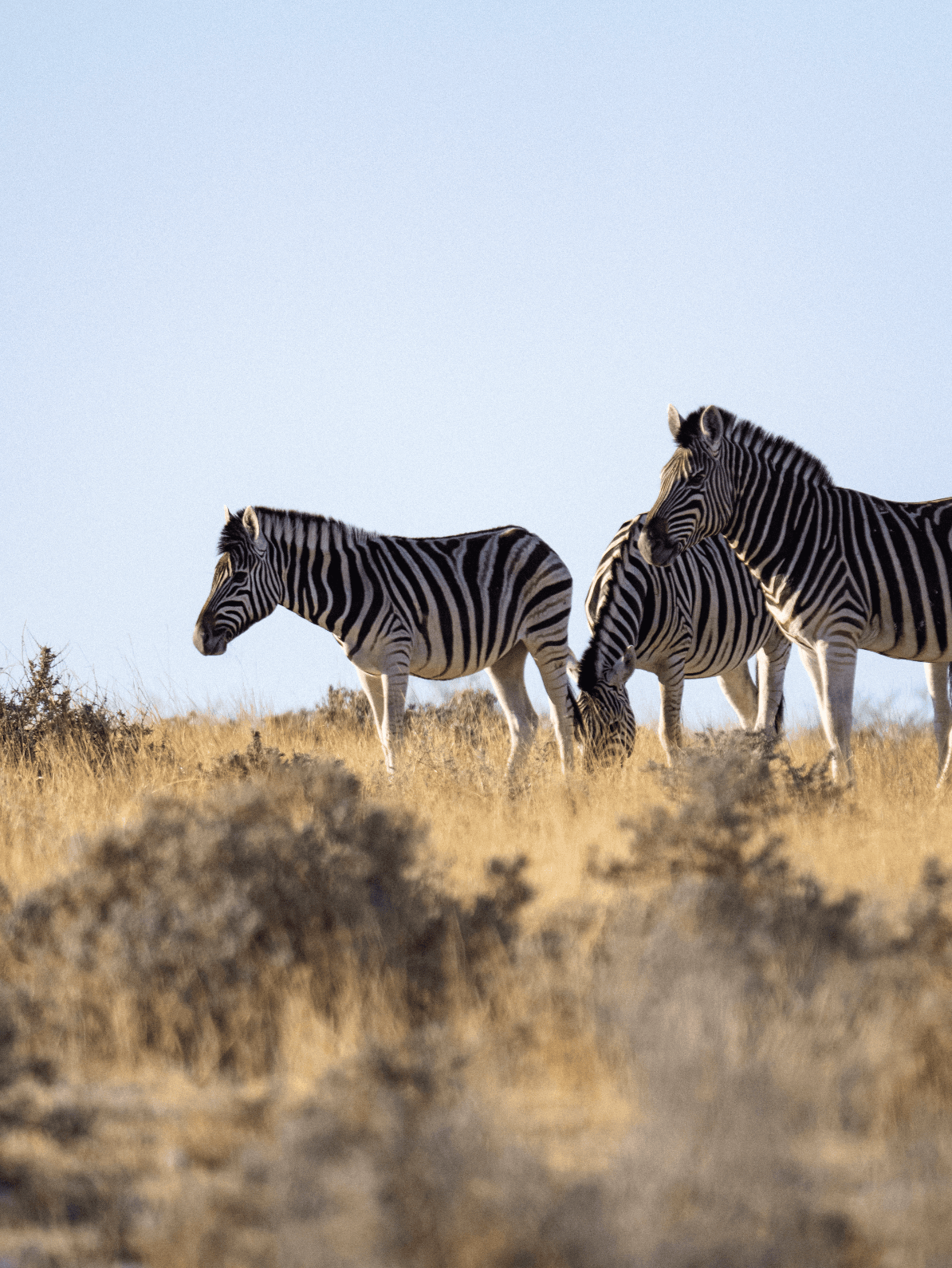 Three zebras grazing in a dry, golden field under a vast and clear blue sky.