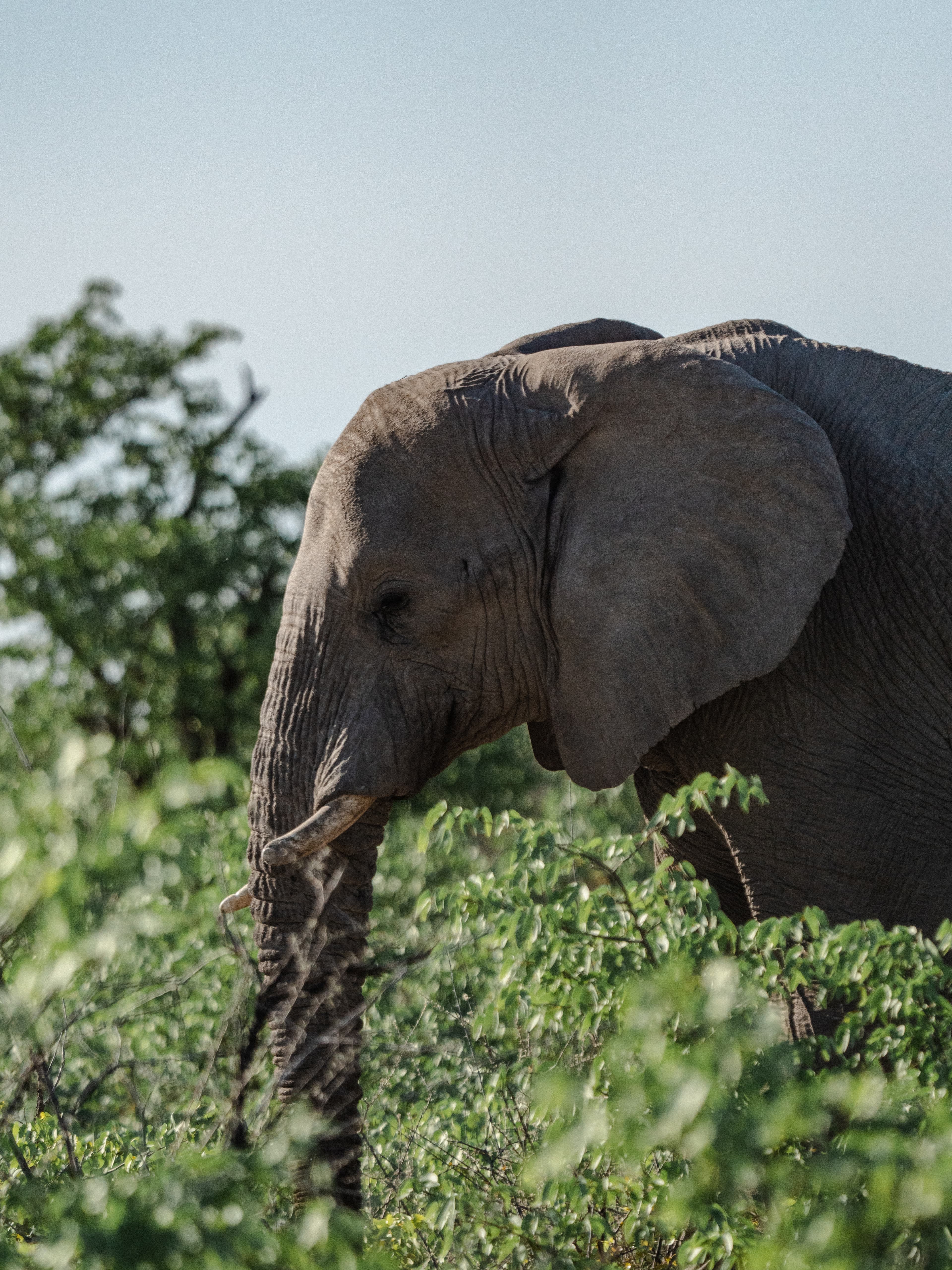 Close-up profile of an African elephant standing amidst green bushes against a clear blue sky.