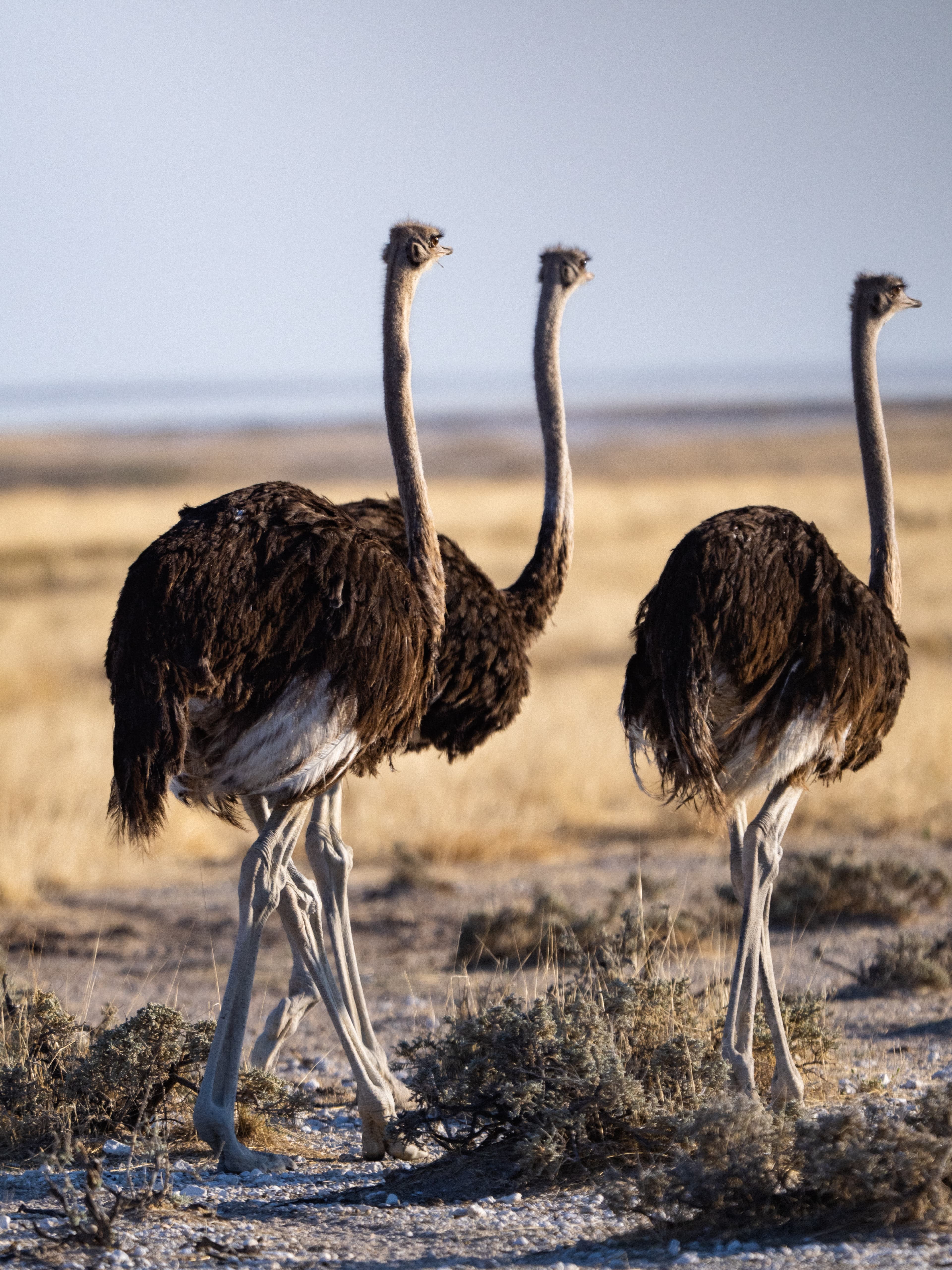 Three ostriches with dark feathers stand in a dry, sunlit savanna landscape with sparse vegetation.