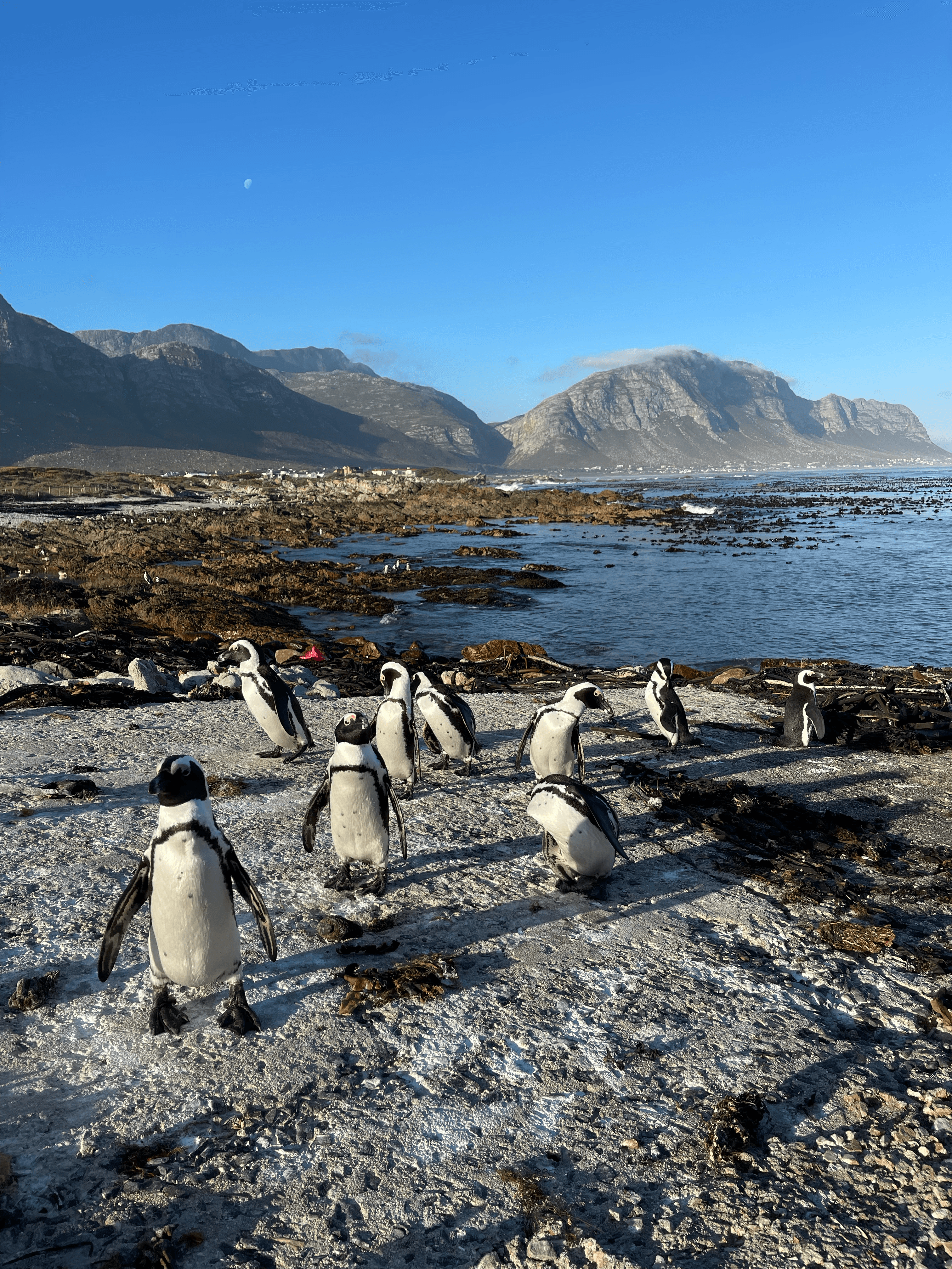 African penguins on a rocky shore with mountains and the ocean in the background.